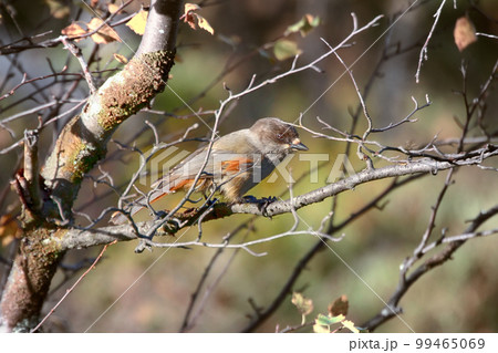 Siberian Jay (Perisoreus infaustus) is very kind and funny taiga bird. 99465069