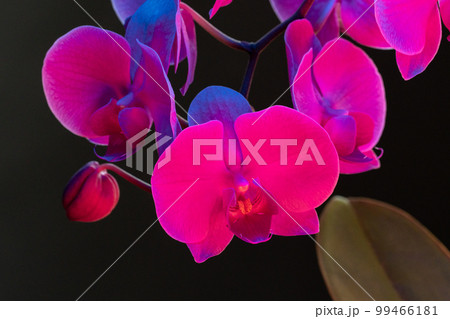 Branch of orchid flowers on dark background in neon light Branch of orchid flowers on dark background in neon light 99466181