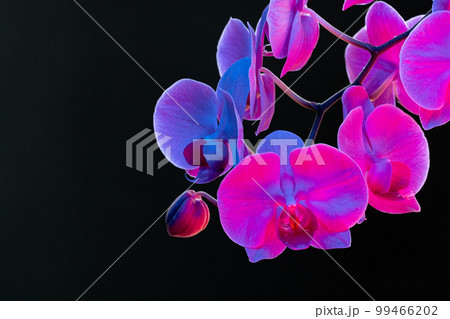 Branch of orchid flowers on dark background in neon light 99466202