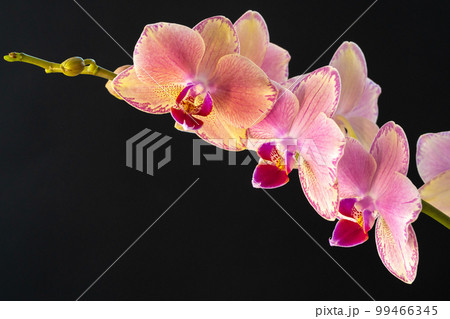 Still life with beautiful orchid flowers on black background Still life with beautiful orchid flowers on black background 99466345