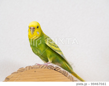 【ペット】小屋の上で遊ぶセキセイインコ 【ペット】小屋の上で遊ぶセキセイインコ 99467081