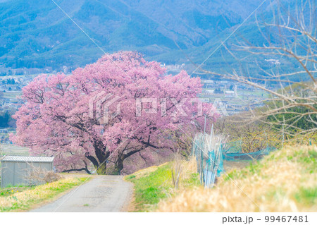 【桜素材】南信州・上ノ平城跡の一本桜【長野県】 【桜素材】南信州・上ノ平城跡の一本桜【長野県】 99467481