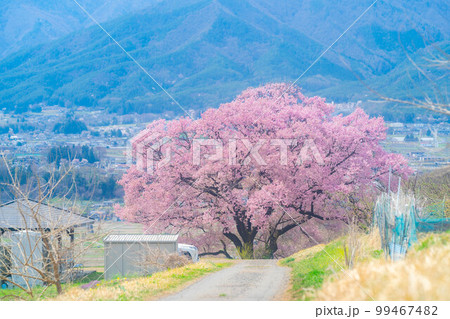 【桜素材】南信州・上ノ平城跡の一本桜【長野県】 99467482