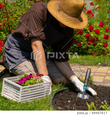 Farmer in a straw hat is planting flower seedlings Farmer in a straw hat is planting flower seedlings 99467617