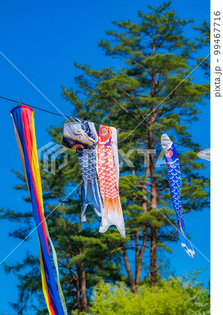 【初夏素材】大空を泳ぐ鯉のぼり【長野県】 99467716