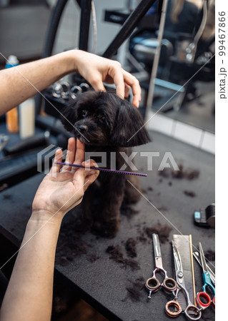 Haircut of a small black dog. 99467866