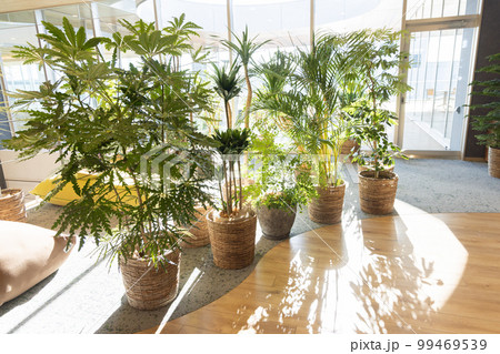 コワーキングスペースに設置されている観葉植物 コワーキングスペースに設置されている観葉植物 99469539