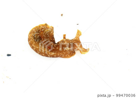 アメフラシ アメフラシ 99470036