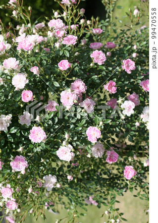 華麗なバラの花 99470558