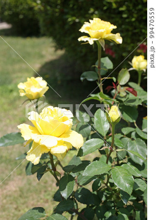 華麗なバラの花 華麗なバラの花 99470559