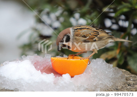 雪の中のスズメとみかん 99470573