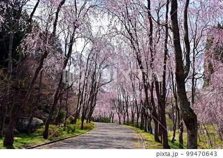桜　春　枝垂桜　枝垂れ桜　しだれ桜 99470643