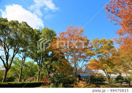 ケヤキ紅葉 99470835