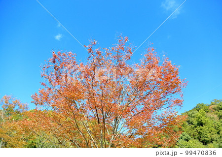 ケヤキ紅葉 99470836