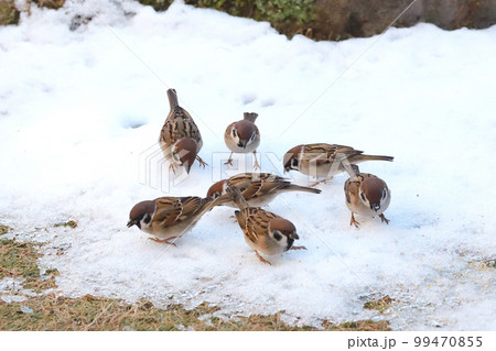 雪の朝すずめの餌場 雪の朝すずめの餌場 99470855