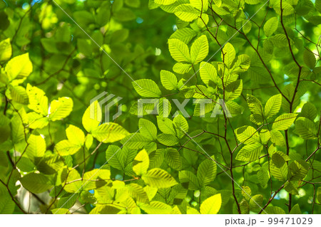 新緑・エコイメージ 99471029