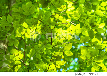 新緑・エコイメージ 新緑・エコイメージ 99471036