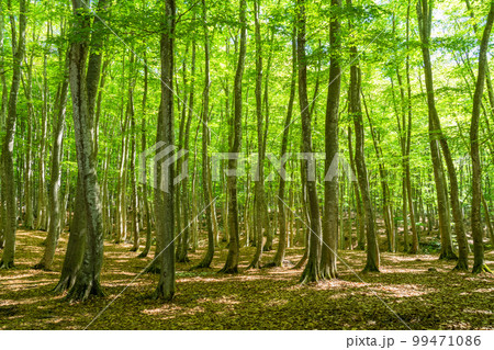 新緑・エコイメージ 新緑・エコイメージ 99471086