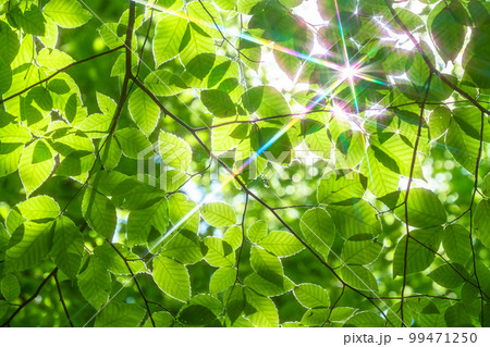 新緑・エコイメージ 99471250