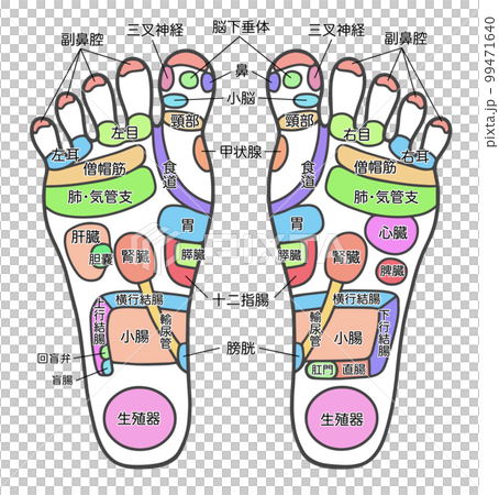 足つぼ反射区の図表、名称ありのイラスト素材 [99471640] - PIXTA