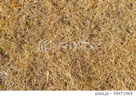 枯れた芝のテクスチャ 99471968