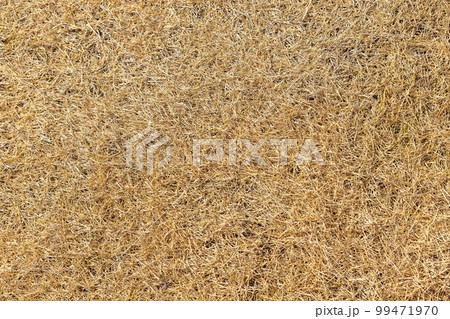 枯れた芝のテクスチャ 99471970