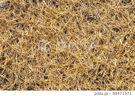 枯れた芝のテクスチャ 99471971