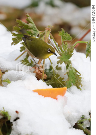 雪の中のメジロとみかん 雪の中のメジロとみかん 99472094