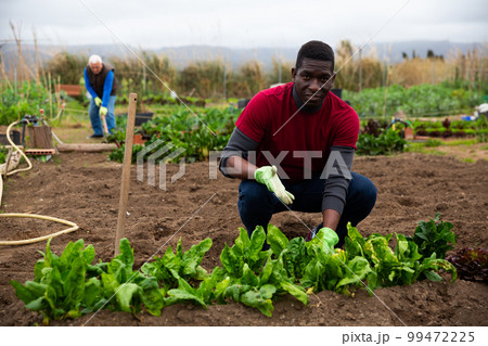 Serious gardener checks plants in the garden Serious gardener checks plants in the garden 99472225