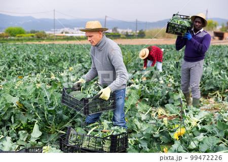 Farmer carrying box with freshly harvested broccoli Farmer carrying box with freshly harvested broccoli 99472226