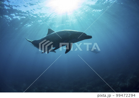 野生イルカの親子 99472294