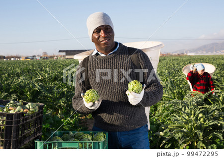 Man harvesting ripe artichoke buds in basket Man harvesting ripe artichoke buds in basket 99472295
