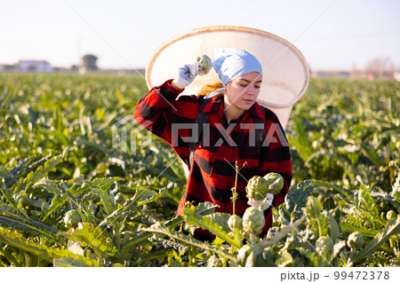 Woman harvesting ripe artichoke buds in basket Woman harvesting ripe artichoke buds in basket 99472378