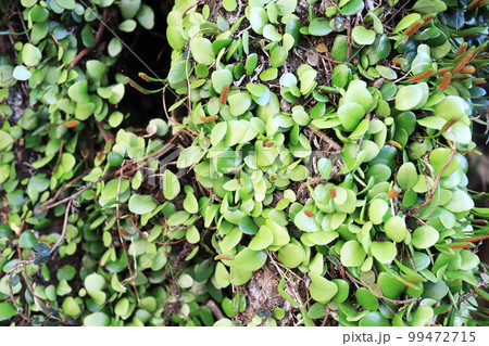 木に張り付く沢山のマメヅタ 99472715