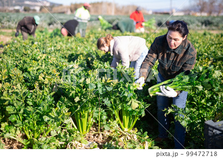 Women gardeners harvesting celery on vegetable plantation Women gardeners harvesting celery on vegetable plantation 99472718
