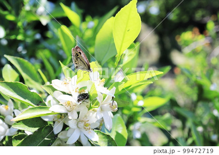 ミカンの花に集まる虫 ミカンの花に集まる虫 99472719
