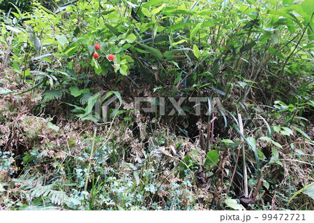 野に咲く赤いイチゴ 99472721