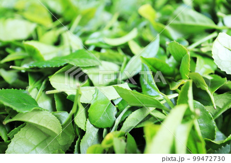 収穫したお茶の葉 収穫したお茶の葉 99472730