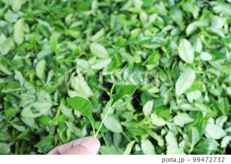 綺麗なお茶の葉 綺麗なお茶の葉 99472732