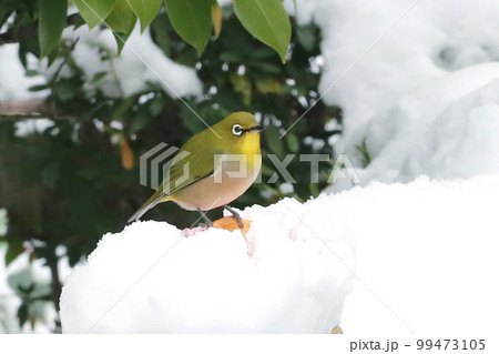 雪の日のメジロ 雪の日のメジロ 99473105