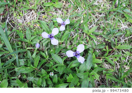 初夏に開花したチリアヤメの花 初夏に開花したチリアヤメの花 99473480