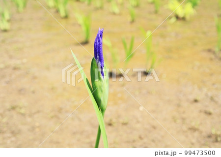 ハナショウブの可愛い蕾 99473500