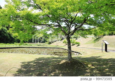観察池にある綺麗な新緑の木 99473505