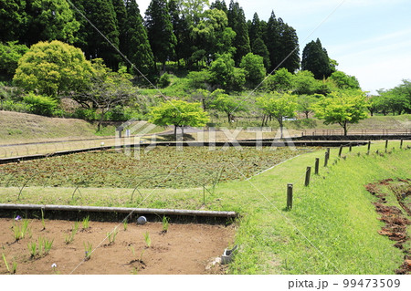初夏の都市農業センターの風景 初夏の都市農業センターの風景 99473509