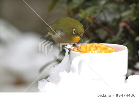 雪の中のめじろとコーヒーカップ 雪の中のめじろとコーヒーカップ 99474436