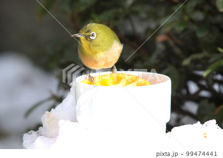 雪の中のめじろとコーヒーカップ 99474441