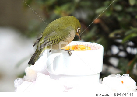 雪の中のめじろとコーヒーカップ 99474444