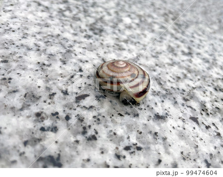 危ない場所から避難させた蝸牛の引きこもり① 危ない場所から避難させた蝸牛の引きこもり① 99474604