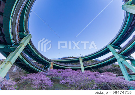 （静岡県）河津桜咲く、河津七滝ループ橋　夕景 99474719