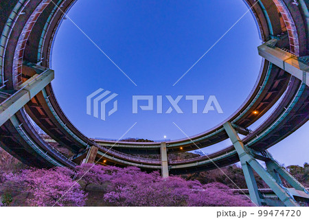 （静岡県）河津桜咲く、河津七滝ループ橋　夕景 99474720